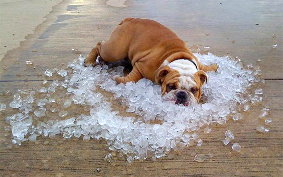 Pas koji se hladi s kockama leda