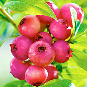 Pinkberry ružičasta borovnica (Vaccinium Corymbosum Pink Berry) 2