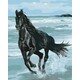 slikanje po brojevima 40x50 Black horse sa drvenim okvirom i setom za slikanje