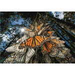 National Geographic - Prekrasni leptiri 1000 komada puzzle - Clementoni