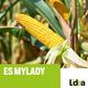 Kukuruz LIDEA MyLady 50 MK