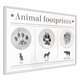 Poster - How to Recognize an Animal 30x20