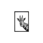 Slika Tablo Center Giraffe Portrait, 24 x 29 cm