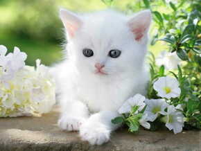 Ravensburger slagalica bijeli mačić