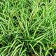 Ukrasna trava (Carex Golden C2)