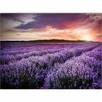 Slika 100x70 cm Lavender Field - Wallity