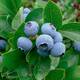 Američka borovnica (Vaccinium corymbosum) – 2.5 godišnje sadnice - Early Blue