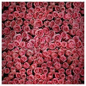 Click Props Background Vinyl with Print Roses Distressed Pink 1.52x2.44m studijska foto pozadina s grafikom