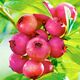 Pinkberry ružičasta borovnica, 2,5-godišnje sadnice