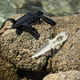 Nož za podvodni ribolov SPF doživotno jamstvo protiv korozije na oštricu