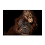 Tapeta Bornean Orangutan