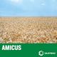 Pšenica Amicus PREMIUM C2 25 kg