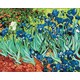slikanje po brojevima 50x40 Irises by Van Gogh, sa drvenim okvirom i setom za slikanje