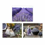 Slike u setu 3 kom 30x40 cm Lavender – Casa Selección