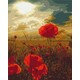 slikanje po brojevima 50x40 poppies under the sun set za slikanje