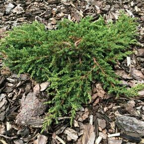 Borovica Juniperus Communis "Green Carpet" c2