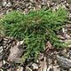 Borovica Juniperus Communis "Green Carpet" c2