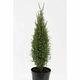 Borovica Juniperus Communis "Arnold" c2