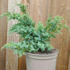 Borovica Juniperus chnensis "Blue alps" c2