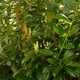 Lovor višnja Novita (Prunus Laurocerasus Novita) 1-godišnje sadnice - 20cm