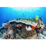 Foto tapeta Coral Reef