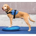 FitPAWS disk za ravnotežu kućnih ljubimaca 36 cm plavi
